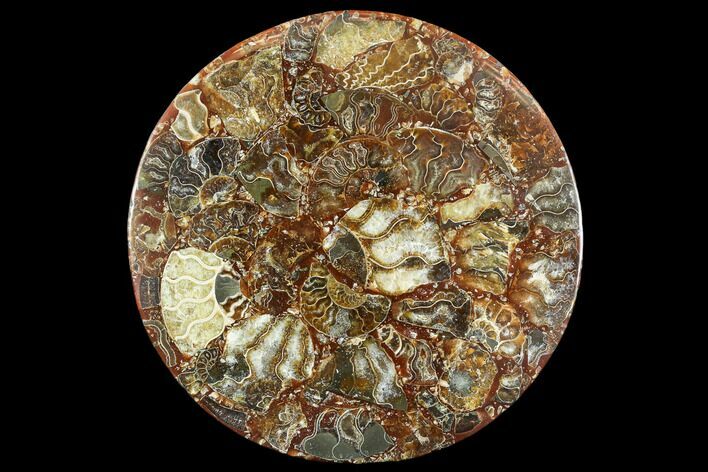 Composite Plate Of Agatized Ammonite Fossils #107335